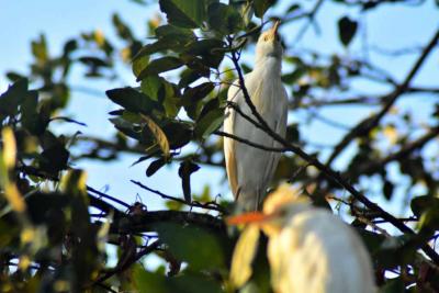 Cattle egret Costa Rica